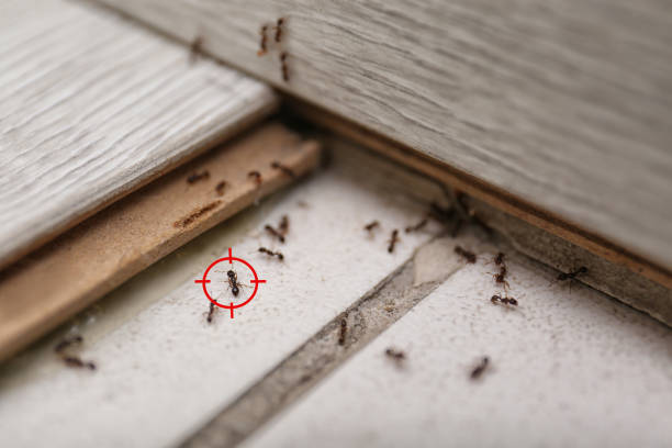 Best Pest Removal Services  in Grove City, PA